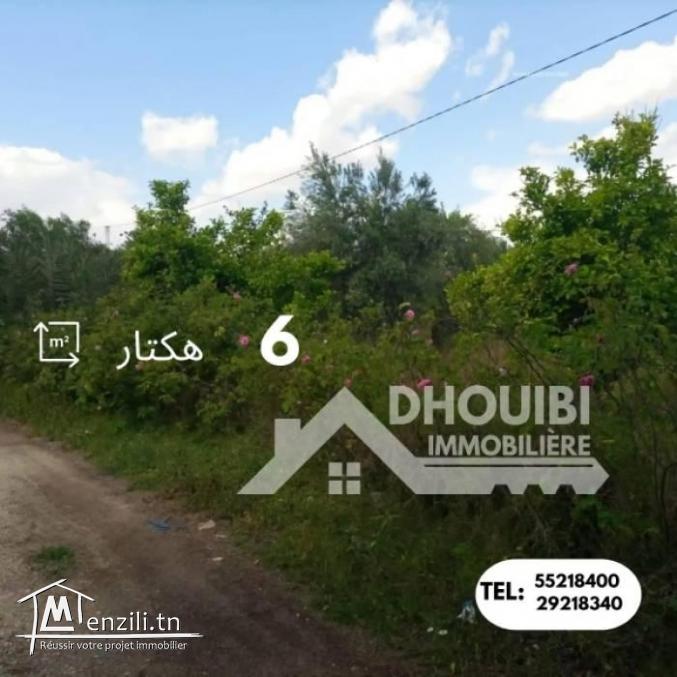 سانية 6 هكتارات للبيع بالقيروان – ferme 6 hectar a vendre a kairouan