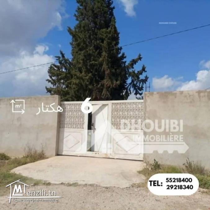 سانية 6 هكتارات للبيع بالقيروان – ferme 6 hectar a vendre a kairouan