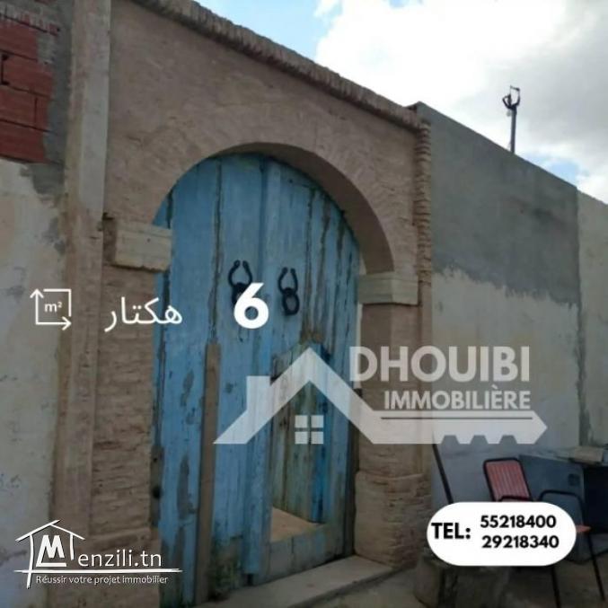 سانية 6 هكتارات للبيع بالقيروان – ferme 6 hectar a vendre a kairouan