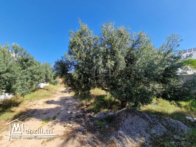 Terrain clôtué de 520 m² à Mrezga à vendre 51355351