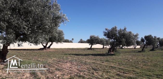 Grand Terrain vue sur mer  à Aghir Djerba Titre bleu
