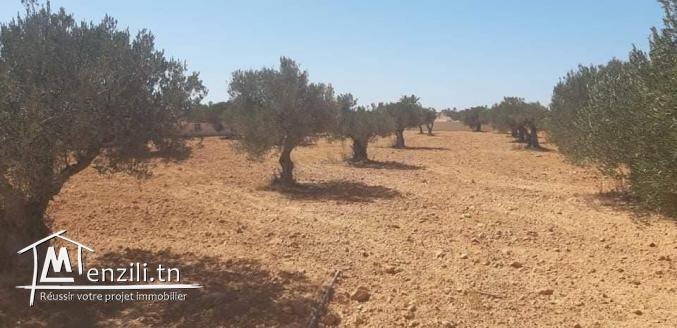 Grand Terrain vue sur mer  à Aghir Djerba Titre bleu