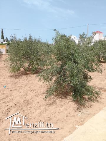 ارض بها اشجار زيتون وصالحة للبناء  جرجيس