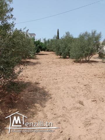 ارض بها اشجار زيتون وصالحة للبناء  جرجيس