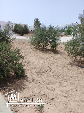 ارض بها اشجار زيتون وصالحة للبناء  جرجيس