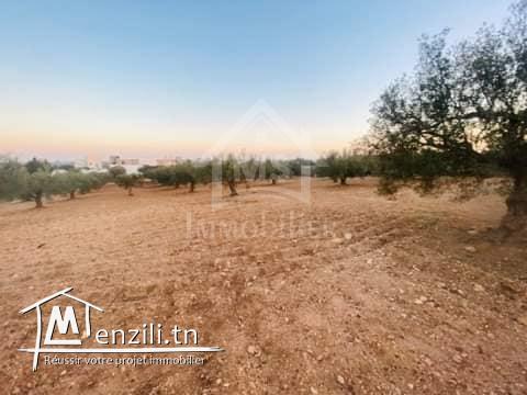 Terrain de 4018 m² à vendre à 200 dt/m² à Hammamet Sud 51355351