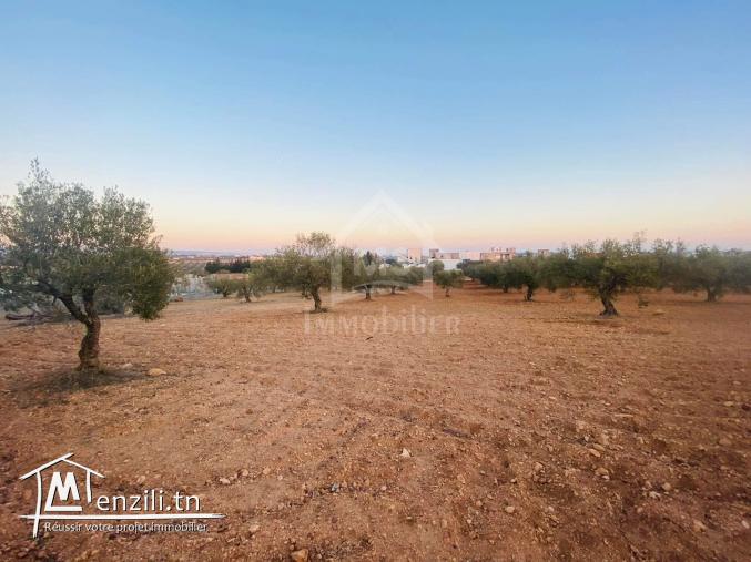 Terrain de 4018 m² à vendre à 200 dt/m² à Hammamet Sud 51355351