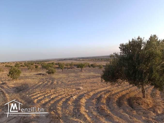 أرض فلاحية مغروسة