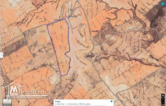 أرض فلاحية مغروسة