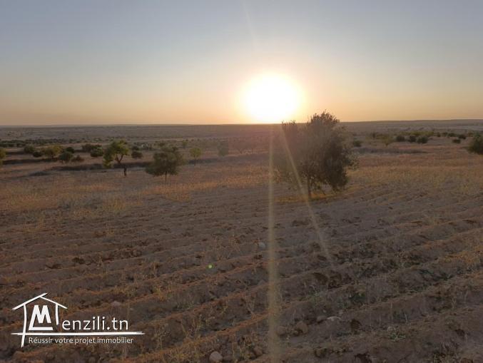 أرض فلاحية مغروسة