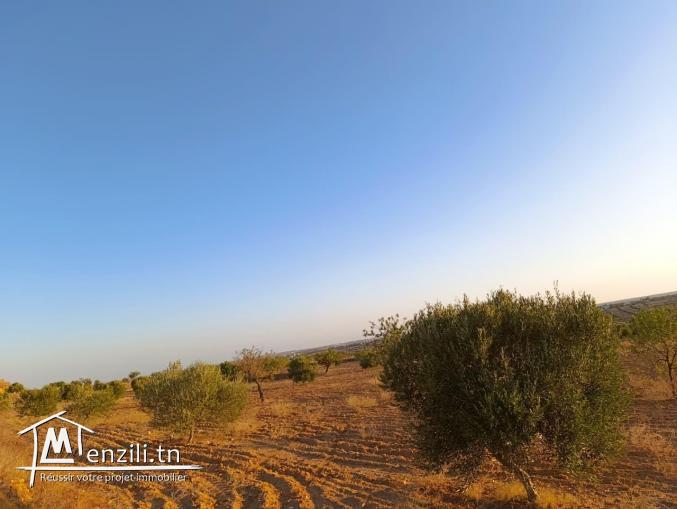 أرض فلاحية مغروسة