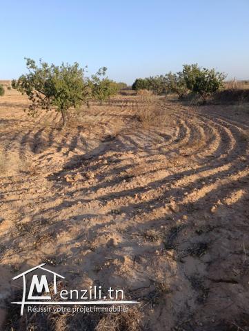 أرض فلاحية مغروسة