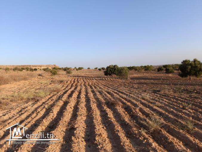 أرض فلاحية مغروسة