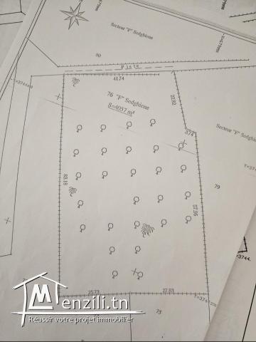 Vente terrain 4057m² Sedghiene Titre bleu