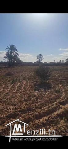 Vente terrain 4057m² Sedghiene Titre bleu