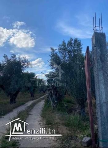 Un terrain de 950 m² à Hammamet à vendre 51355351