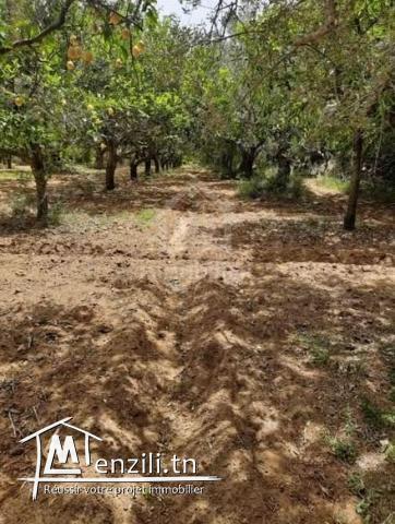 Un terrain de 950 m² à Hammamet à vendre 51355351