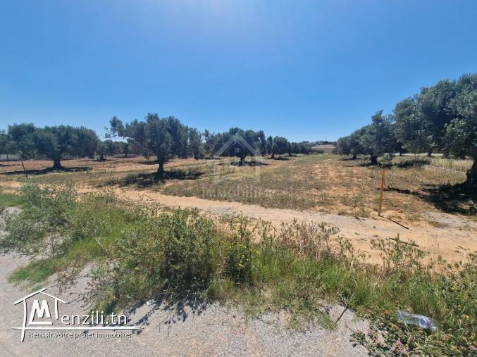 Terrain de 4000 m² à vendre à 100 MD à Hammamet Sud 51355351