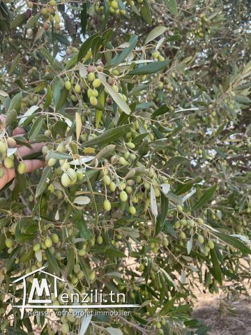 فرصة للبيع 58 هكتار