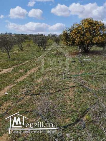 Un lot de terrain de 500 m² à vendre à 55 MD à Hammamet Sud