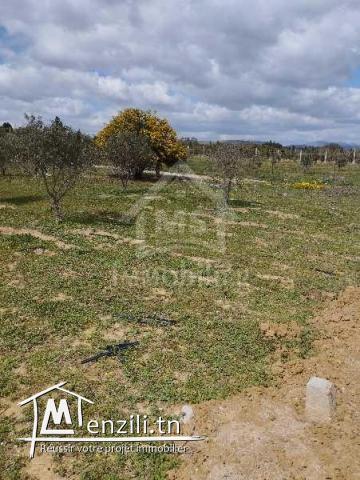 Un lot de terrain de 500 m² à vendre à 55 MD à Hammamet Sud