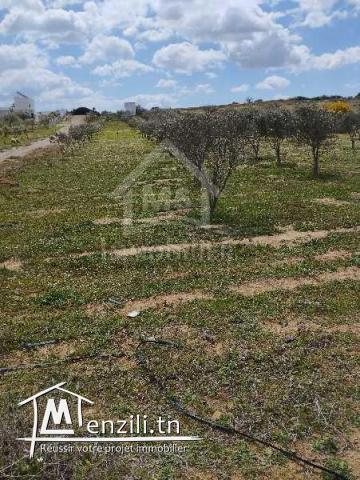 Un lot de terrain de 500 m² à vendre à 55 MD à Hammamet Sud