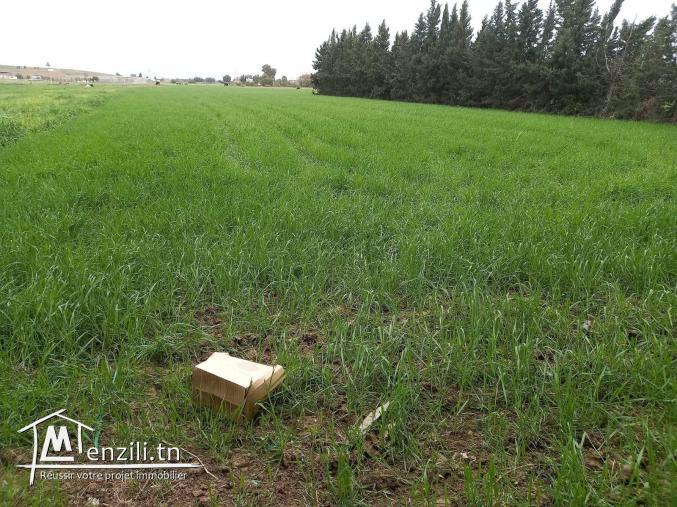 أرض للبيع على الطريق الرئيسي