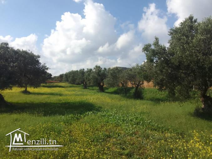 Terrain agricole d'avenir à vendre