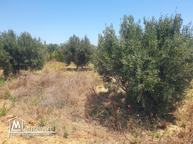 À VENDRE | Terrain Agricole et Constructible à Hammem Jebli – Kélibia