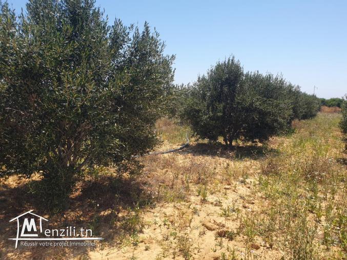 À VENDRE | Terrain Agricole et Constructible à Hammem Jebli – Kélibia