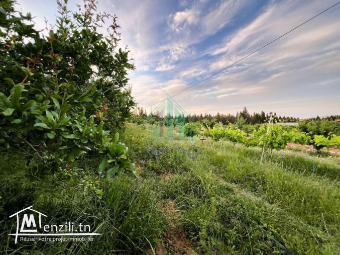 Ferme de 3 Hectares à Mornag
