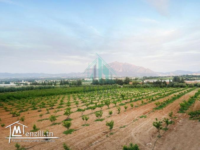 Ferme de 3 Hectares à Mornag