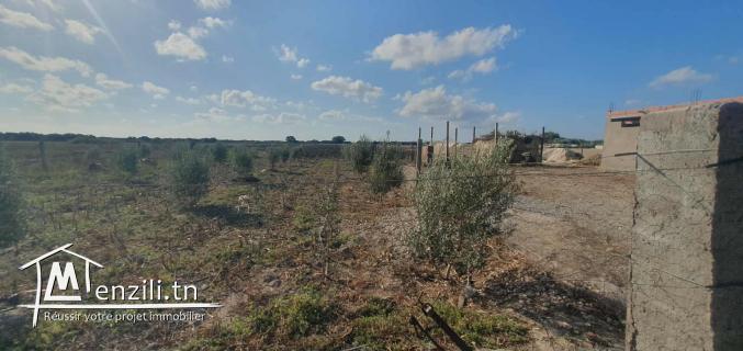 للبيع سانية فلاحية 5هكتارات  في منطقة الشرف – الهوارية