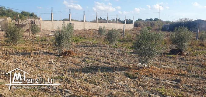 للبيع سانية فلاحية 5هكتارات  في منطقة الشرف – الهوارية