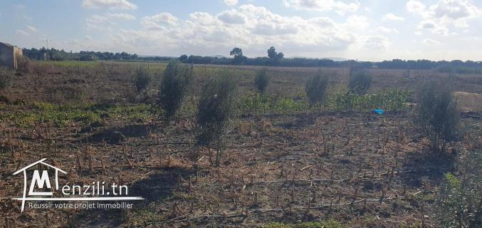 للبيع سانية فلاحية 5هكتارات  في منطقة الشرف – الهوارية