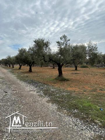 terrain à cham nacim prés de jardin d'el menzah