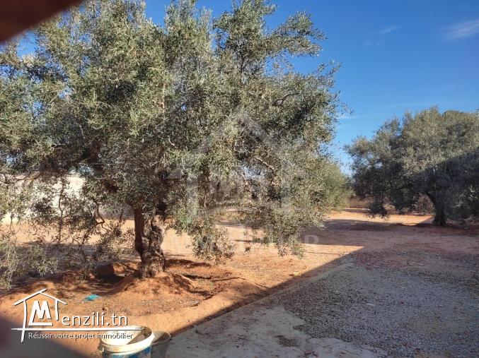 Terrain clôturé de 876 m² à Hammamet Sud à vendre 51355351