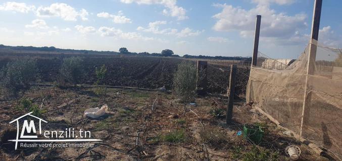 Ferme 3 Hektar à chraf el Haouaria