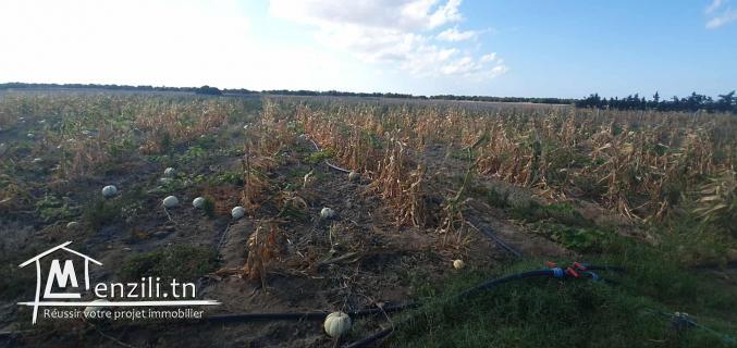 Ferme 3 Hektar à chraf el Haouaria
