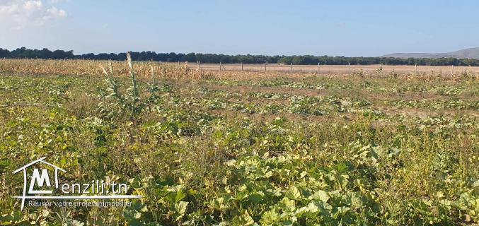 Ferme 3 Hektar à chraf el Haouaria