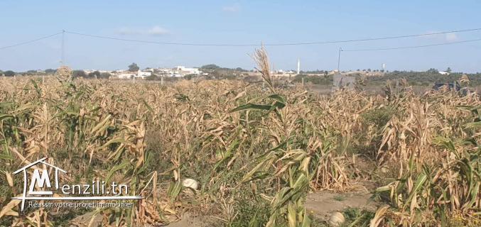 Ferme 3 Hektar à chraf el Haouaria