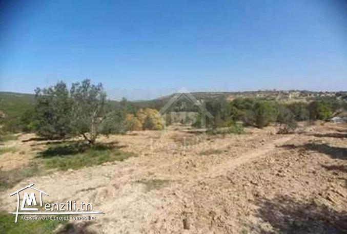 Terrain de 1316 m² à vendre à 70 MD à Hammamet Sud 51355351