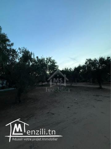 Terrain de 500 m² à daroufaa à vendre 51355351