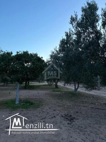 Terrain de 500 m² à daroufaa à vendre 51355351