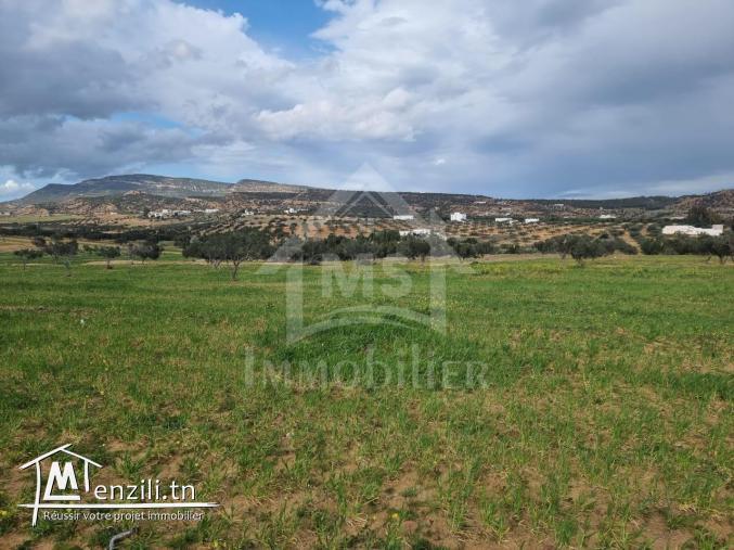 3 hectares plantés d'oliviers à Hammamet sud à vendre 51355351