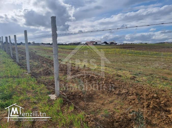 3 hectares plantés d'oliviers à Hammamet sud à vendre 51355351