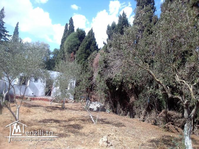 terrain 308 m 2 + maison 60 m2