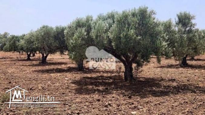 A vendre  Terrain agricole à Bekalta – Chaibat