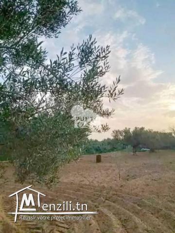 A vendre  Terrain agricole à Bekalta – Chaibat