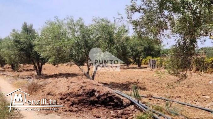 A vendre  Terrain agricole à Bekalta – Chaibat